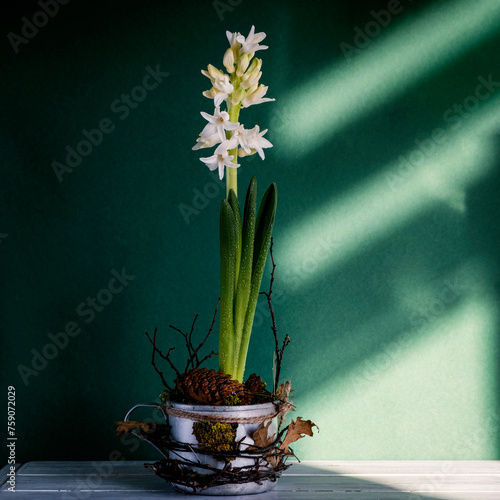 DIY spring flower arrangement. White hyacinth in old metal mug with moss, pine cone and branches on dark green background in sun's rays. Selective focus..Square. Copy space