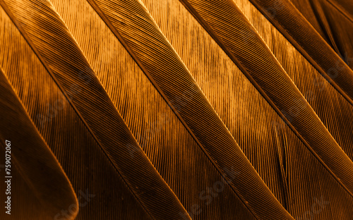 orange feather pigeon macro photo. texture or background