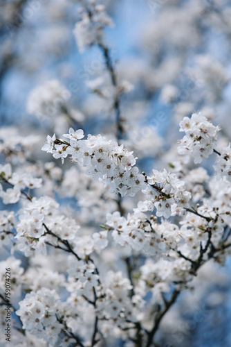 Leuchtender Frühling - weiße Blüte erstrahlen im März am Kirschbaum © Heike Toennemann