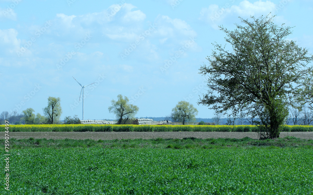 A rural landscape with crops, fields, windmills and mid-field trees. A rural landscape with crops, fields, windmills and mid-field trees.