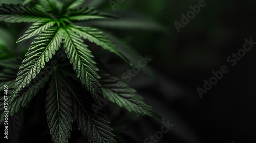 Artful image showcasing the texture and shadows on cannabis leaves with a moody atmosphere