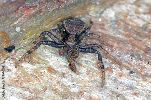 Spider of the genus Xysticus eater of the hunted A Slender Springtail (Orchesella cincta) on stone.