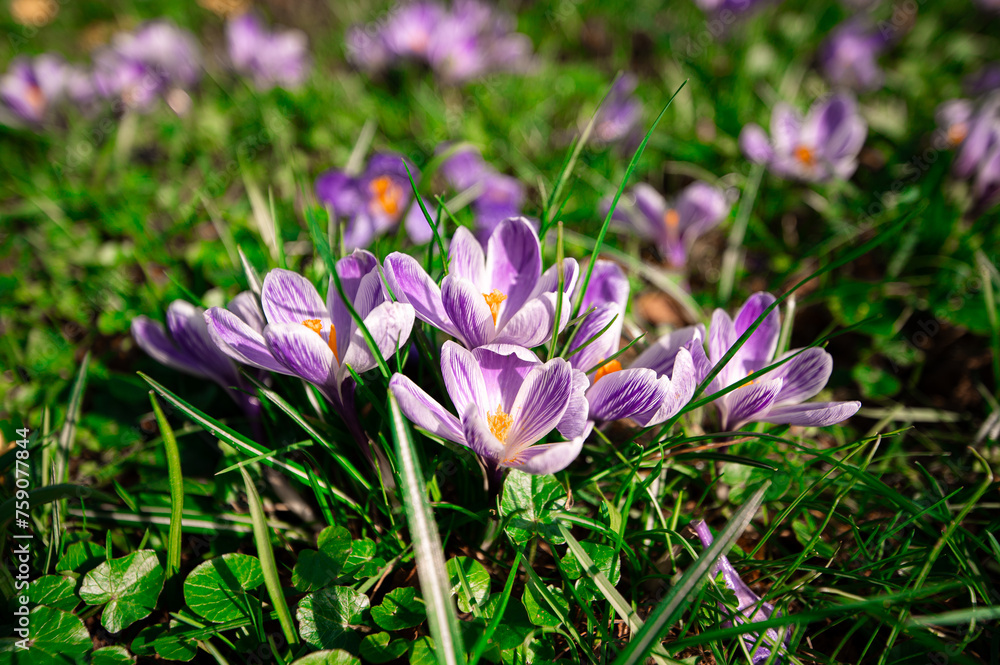purple crocus flowers purple crocus flowers