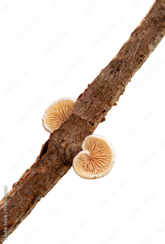 Crepidotus mollis, commonly known as the peeling oysterling, soft slipper, jelly crep, or flabby crepidotus, possibly poisonous mushroom Crepidotus mollis, commonly known as the peeling oysterling, soft slipper, jelly crep, or flabby crepidotus, possibly poisonous mushroom