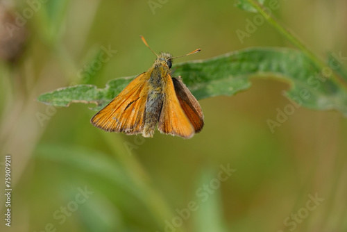 Large Skipper Butterfly. Green background photo