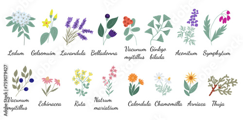 Set of icons of illustrations of plants and signatures of their names used in homeopathic medicine, hand-drawn in the style of flat. Collection of flowers and terms used in alternative medicine. photo