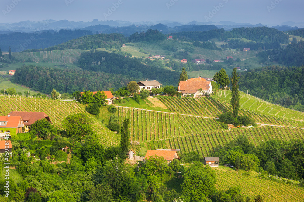 Weinberge nahe Sulztal, Südsteirische Weinstrasse, Steiermark, Österreich