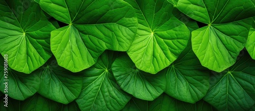Bright green leaf covering