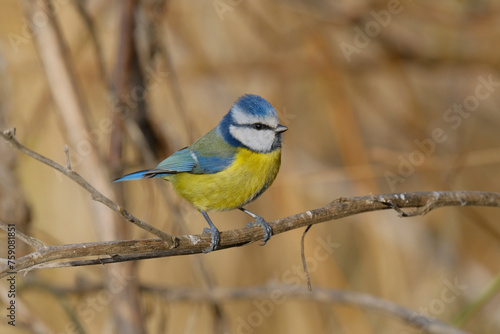 Blue Tit and brown background. Autumn season