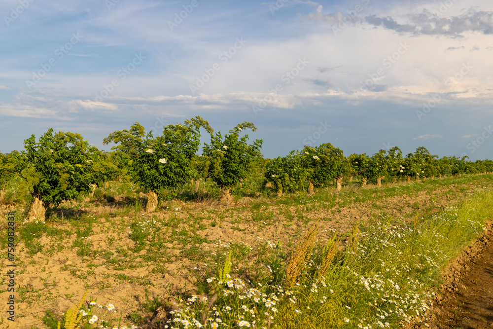 Blooming elderberries orchard, Zemplin hills, Hungary