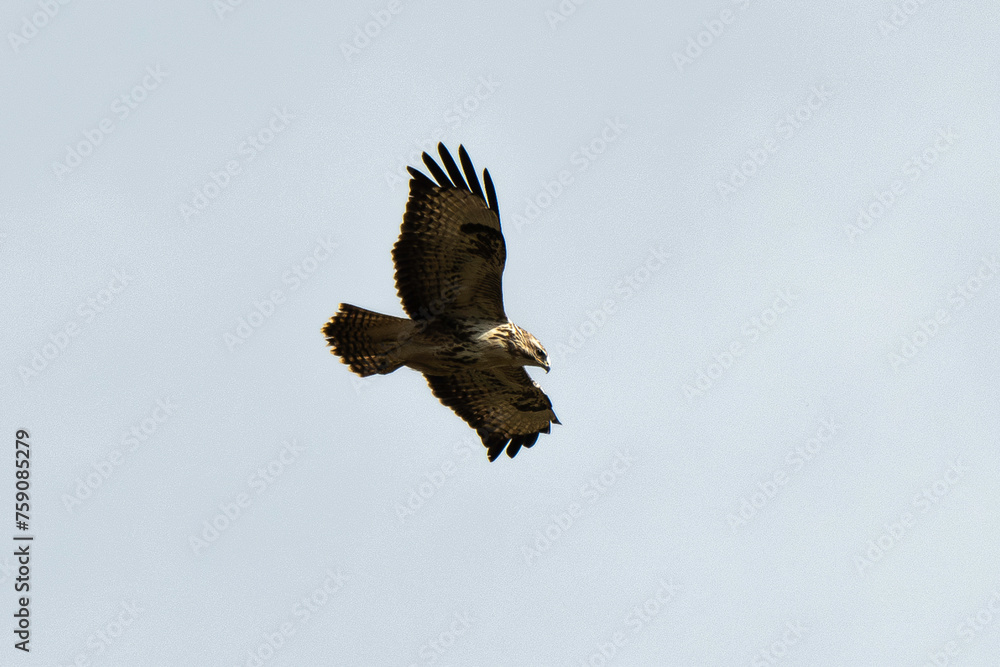 Obraz premium Buse variable,.Buteo buteo, Common Buzzard