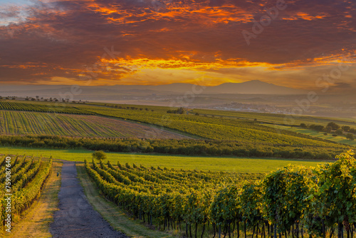 Vineyards under Palava,  Southern Moravia, Czech Republic photo