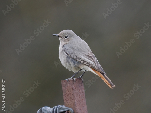 Hausrotschwanz  (Phoenicurus ochruros) photo