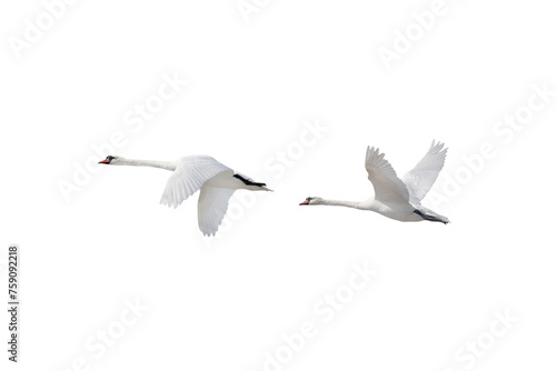 Fototapeta Naklejka Na Ścianę i Meble -  two swan in flight isolated on white background