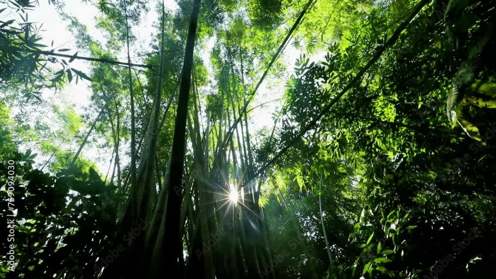Sun rays shining through bamboo forest Sun rays shining through bamboo forest