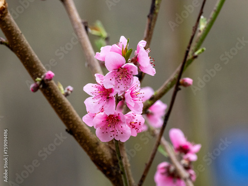 Roter Weinbergpfirsich photo