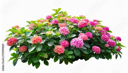 flower bush shrub tree plant isolated tropical plant on white background with clipping path
