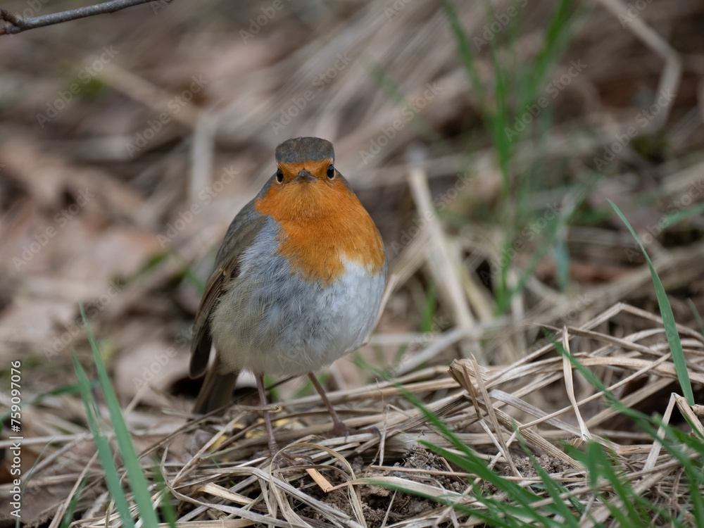 Rotkehlchen (Erithacus rubecula) Rotkehlchen (Erithacus rubecula)