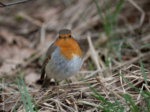 Rotkehlchen (Erithacus rubecula)