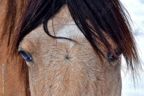 Hellbrauner Pferdekopf (Stirn, Blesse, Mähne, Augen) photo