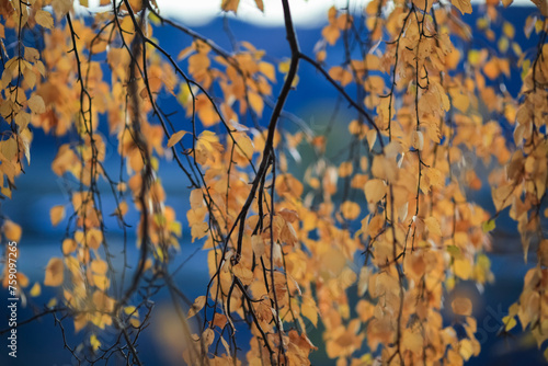 Autumn background with birch yellow leaves © liramaigums