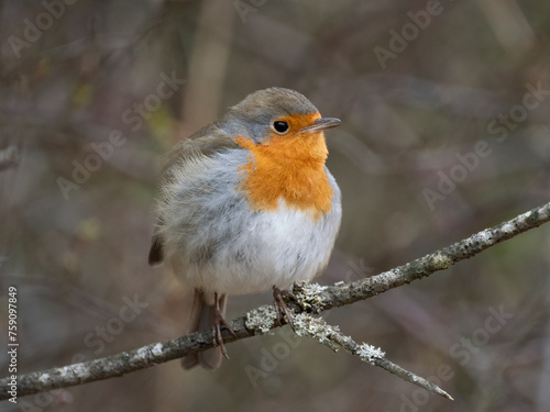 Rotkehlchen (Erithacus rubecula)