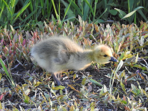 Baby Canadian goose, gosling, foraging the wetland vegetation for grasses and plant materials to eat. Edwin B. Forsythe National Wildlife Refuge, Galloway, New Jersey.  photo