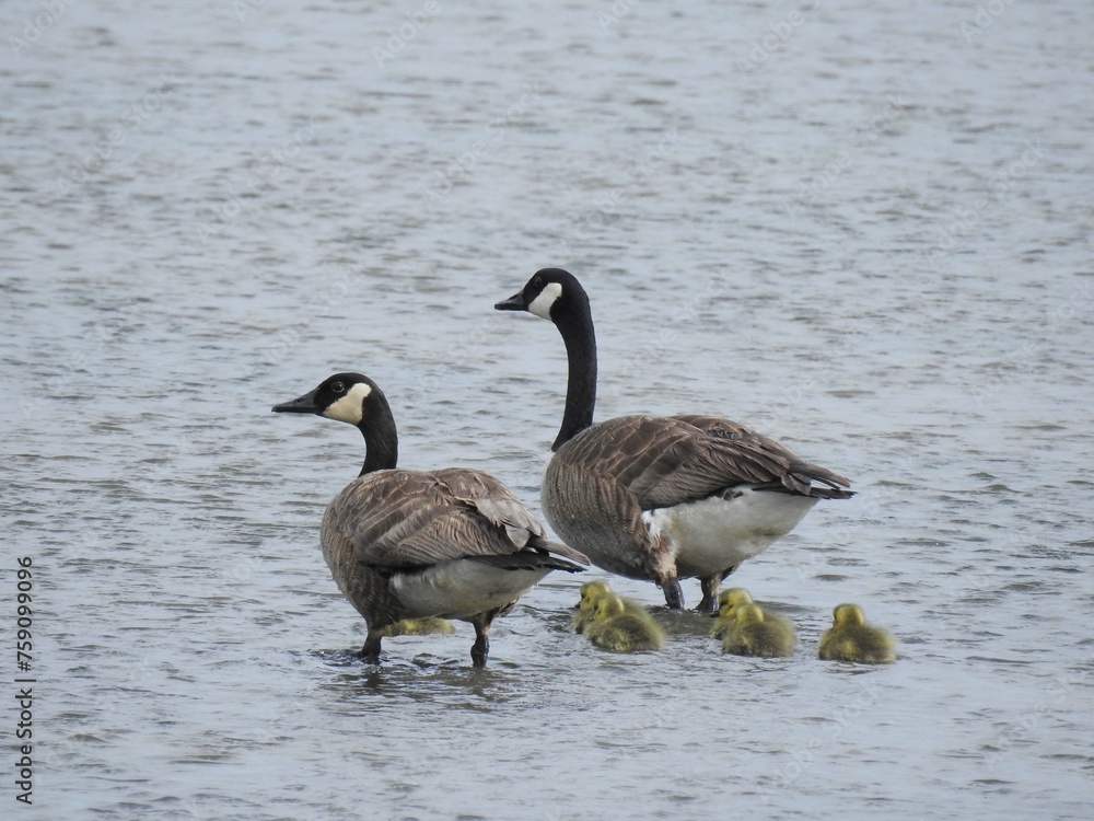 A family of Canadian geese living at the Edwin B. Forsythe National Wildlife Refuge, Galloway, New Jersey. A family of Canadian geese living at the Edwin B. Forsythe National Wildlife Refuge, Galloway, New Jersey.