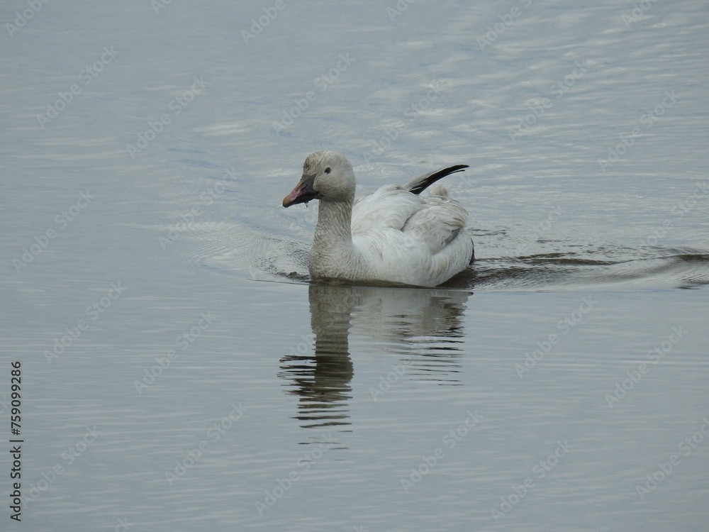 A snow goose swimming in the wetland waters of the Edwin B. Forsythe National Wildlife Refuge, Galloway, New Jersey. A snow goose swimming in the wetland waters of the Edwin B. Forsythe National Wildlife Refuge, Galloway, New Jersey.