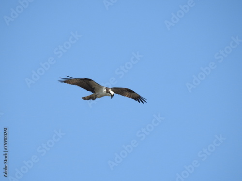 Osprey flying in a blue sky, hunting for prey, on a beautiful day. Edwin B. Forsythe National Wildlife Refuge, Galloway, New Jersey.