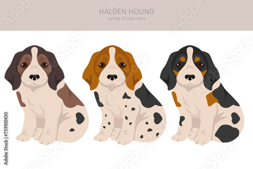 Halden hound puppy clipart. Different poses, coat colors set photo