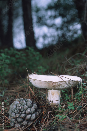 Bearded amanita (Amanita ovoidea), Ovoid amanita on sandy soil at the edge of the pine tree woods.  photo