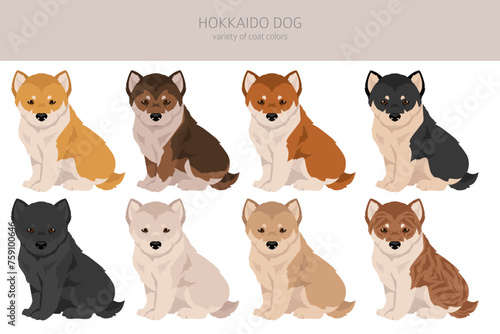 Hokkaido dog puppy , Ainu dog clipart. Different poses, coat colors set