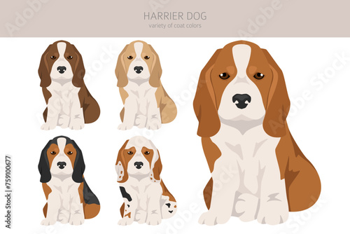 Harrier dog puppy clipart. Different poses, coat colors set
