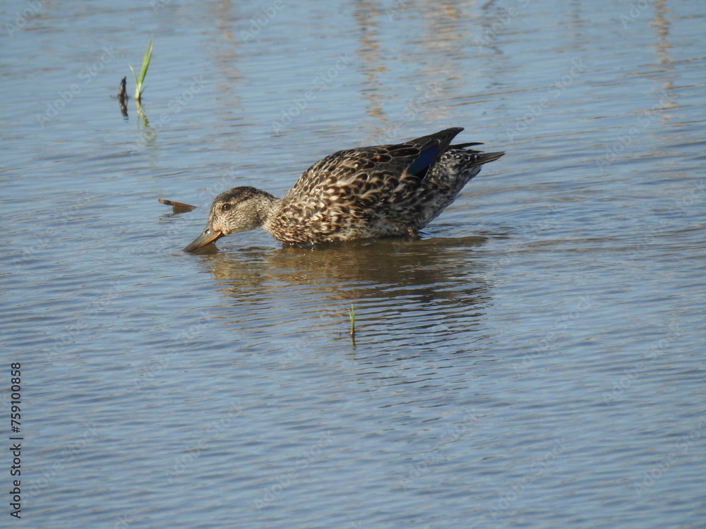 Female green-winged teal duck foraging the wetland waters for aquatic vegetation or invertebrates to eat. Edwin B. Forsythe National Wildlife Refuge, Galloway, New Jersey. Female green-winged teal duck foraging the wetland waters for aquatic vegetation or invertebrates to eat. Edwin B. Forsythe National Wildlife Refuge, Galloway, New Jersey.