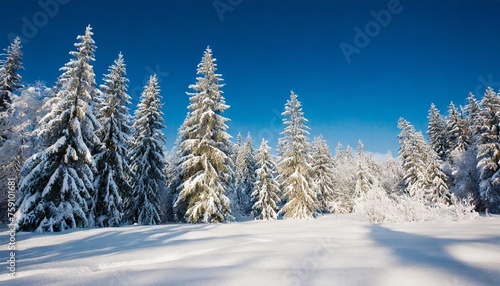 frosty winter landscape in snowy forest christmas background