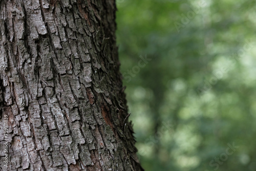 Close-up of tree bark on a green forest background. Save the planet