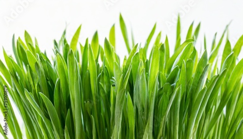 fresh green grass isolated against a white background