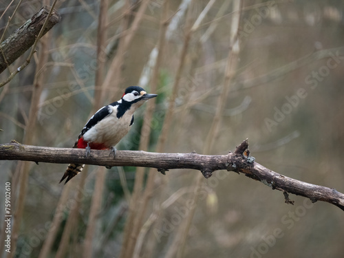 Buntspecht (Dendrocopos major)