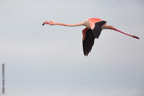 Pink flamingo or Greater Flamingo (Phoenicopterus roseus) in flight