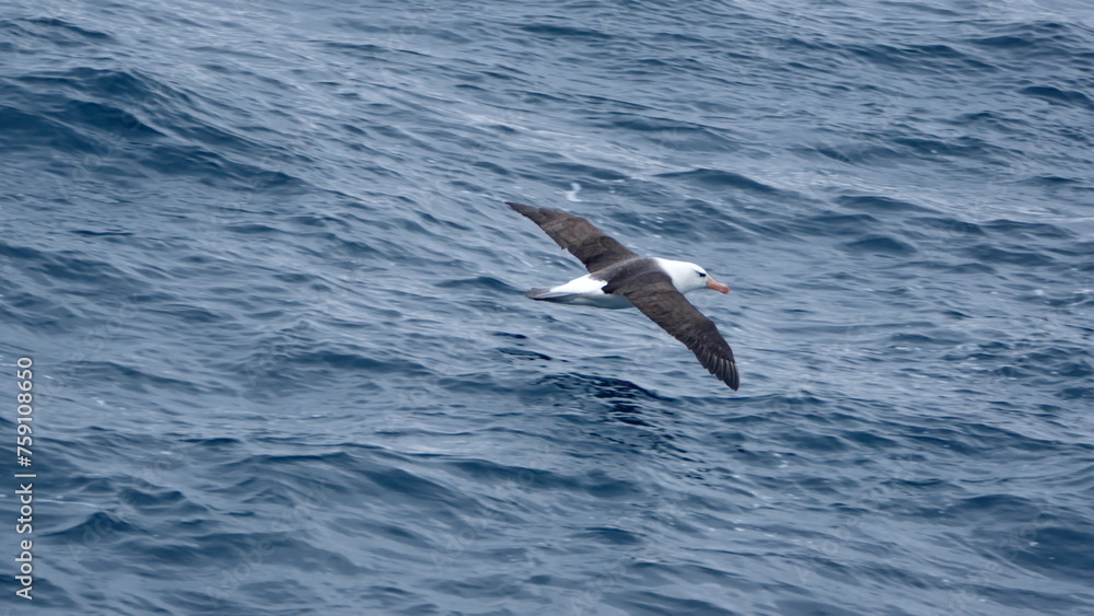 Black-browed albatross (Thalassarche melanophris) in flight above the Southern Ocean, off Elephant Island, Antarctica Black-browed albatross (Thalassarche melanophris) in flight above the Southern Ocean, off Elephant Island, Antarctica