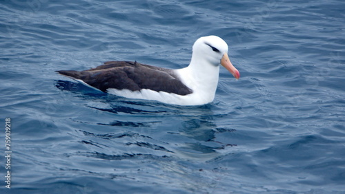 Black-browed albatross (Thalassarche melanophris) swimming on the surface, off Elephant Island, Antarctica