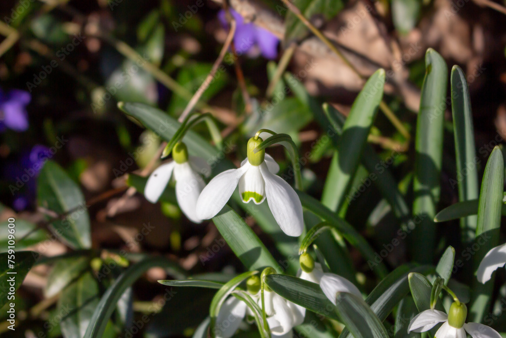 Snowheads bloom in spring. Beautiful blooming in the grass at sunset. A delicate snowflake is one of the symbols of spring. (Amaryllidaceae - Galanthus nivalis) Snowheads bloom in spring. Beautiful blooming in the grass at sunset. A delicate snowflake is one of the symbols of spring. (Amaryllidaceae - Galanthus nivalis)
