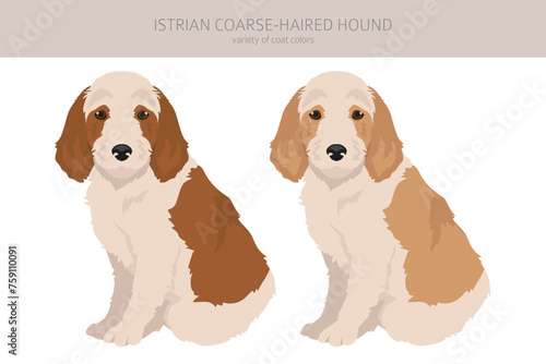 Istrian Coarse-haired hound puppy clipart. Different poses, coat colors set