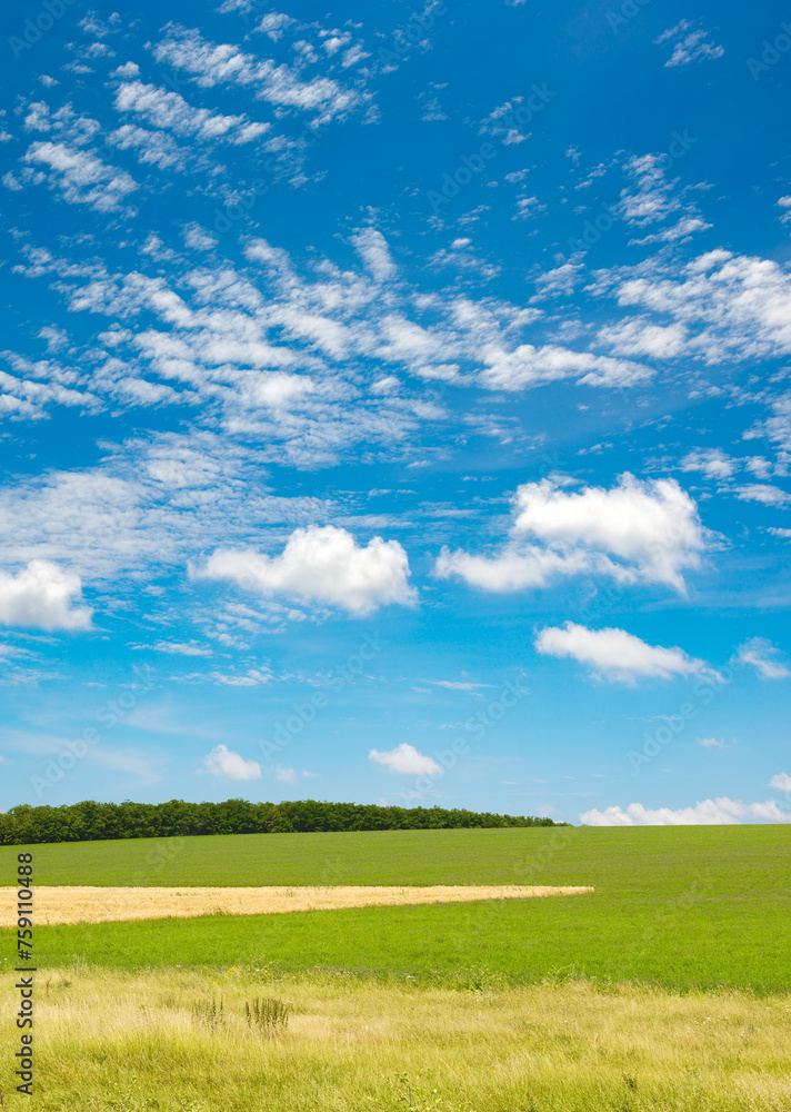Green spring field and blue sky with clouds.