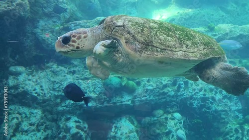 A rescued sea turtle swimming with a defect in its front fin
