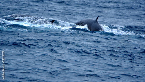 Dorsal fin of a fin whale (Balaenoptera physalus) off Elephant Island, Antarctica © Angela