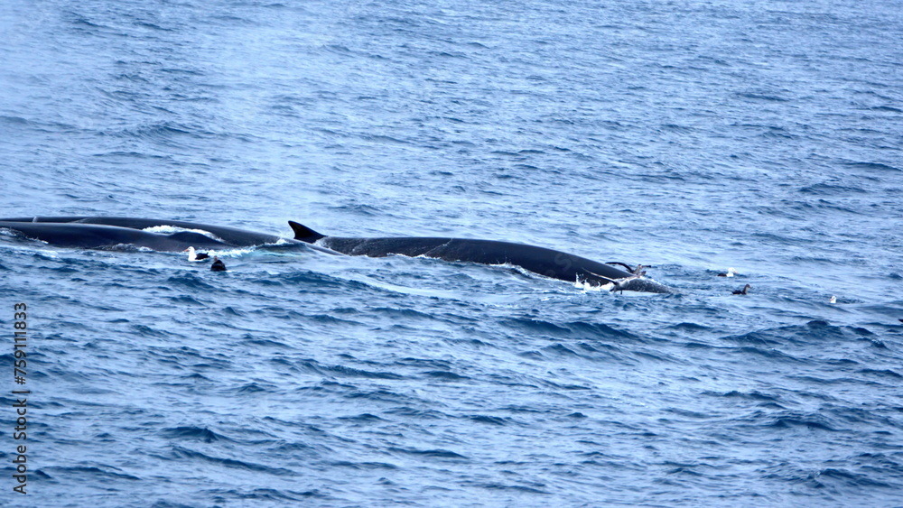 Fototapeta premium Fin whales (Balaenoptera physalus) off Elephant Island, Antarctica