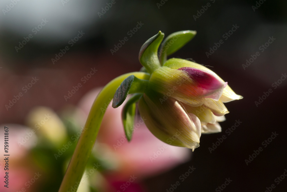 Obraz premium Dahlia