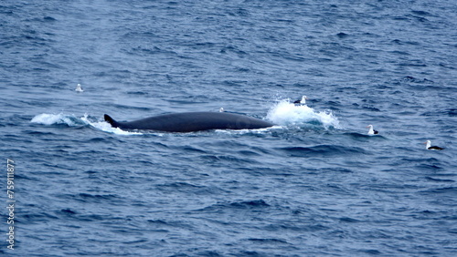 Fin whale  Balaenoptera physalus  off Elephant Island  Antarctica